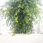 Asteri
